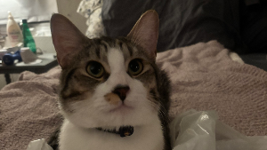 Lost Pet: Ollie