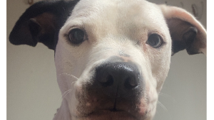 Lost Pet: Willow