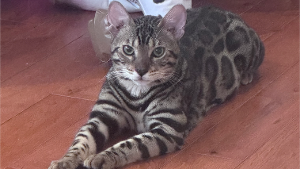 Lost Pet: Leo
