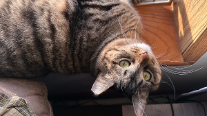 Lost Pet: Willow