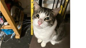 Lost Pet: Shadow