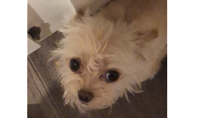 Lost Pet: Lola