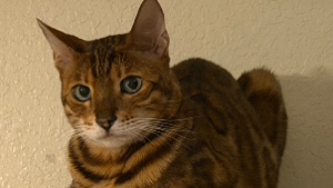 Lost Pet: Concha