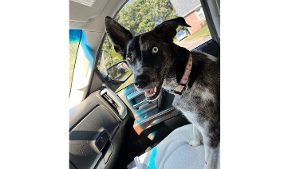 Lost Pet: Skye