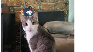 Lost Pet: Natty