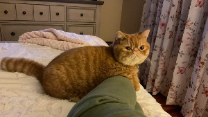 Lost Pet: Cheech/Vincenzo