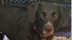 Lost Pet: Lex