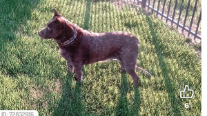 Lost Pet: Luka