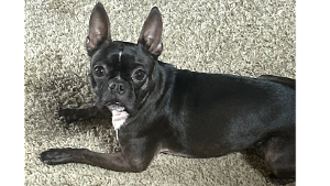 Lost Pet: Juno