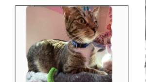 Lost Pet: Leo