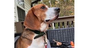 Lost Pet: Judge