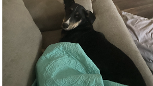 Lost Pet: Venus