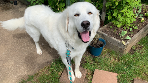 Lost Pet: Cooper