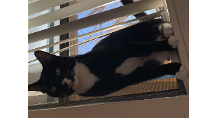 Lost Pet: Ottis