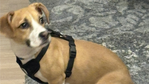 Lost Pet: Larry