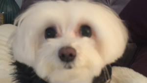Lost Pet: Jasmine Berg