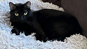 Lost Pet: Midnight