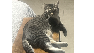 Lost Pet: Dulce