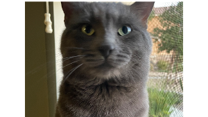 Lost Pet: Hunter