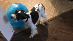 Lost Pet: Lachy