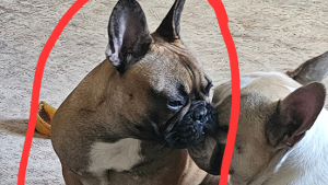 Lost Pet: Ruby