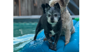 Lost Pet: JuJu