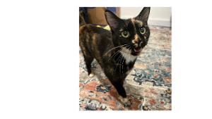 Lost Pet: Muddy