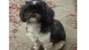 Lost Pet: Gizmo