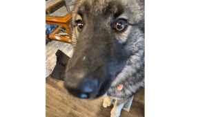 Lost Pet: Meeko