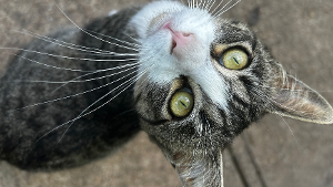 Lost Pet: Miss boots