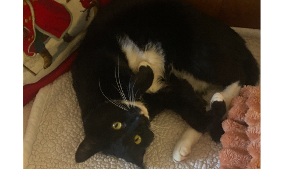 Lost Pet: Merle