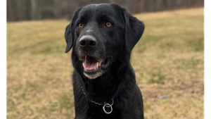 Lost Pet: Tsuki