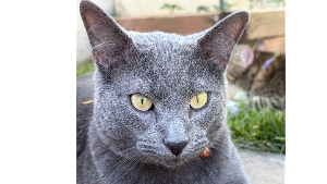 Lost Pet: Teddy