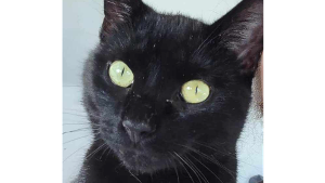 Lost Pet: Nye Jr