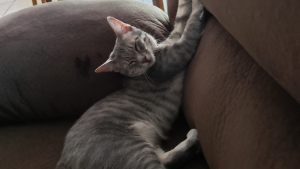 Lost Pet: Crew