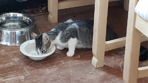 Lost Pet: Matilda (Maddie)