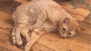 Lost Pet: Funyon