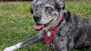 Lost Pet: Nikki