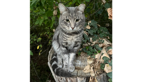 Lost Pet: Norbert Hasser
