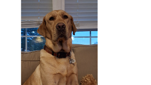 Lost Pet: Jax