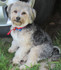 Lost Pet: Teddy Reymundo
