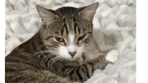 Lost Pet: Kiki