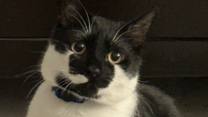 Lost Pet: K B