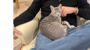Lost Pet: Eclipse