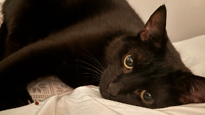 Lost Pet: Lucas spoto