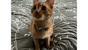 Lost Pet: Milo