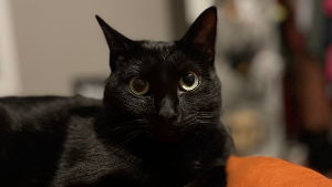 Lost Pet: Florence