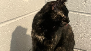 Lost Pet: Indy