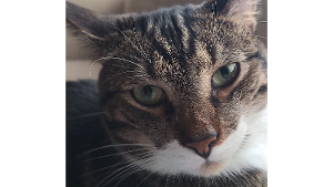 Lost Pet: Bennett
