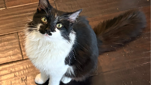 Lost Pet: Oscar